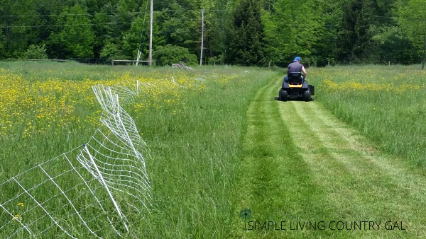 A farmer uses a riding lawnmower to trim the goat fence line as close as he can