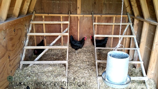 Everything You Need To Know About Chicken Roosts Simple Living