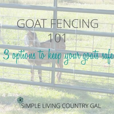 Just starting out on your goat raising journey? Read my tips on my top three goat fencing options to find out what to use when and why.