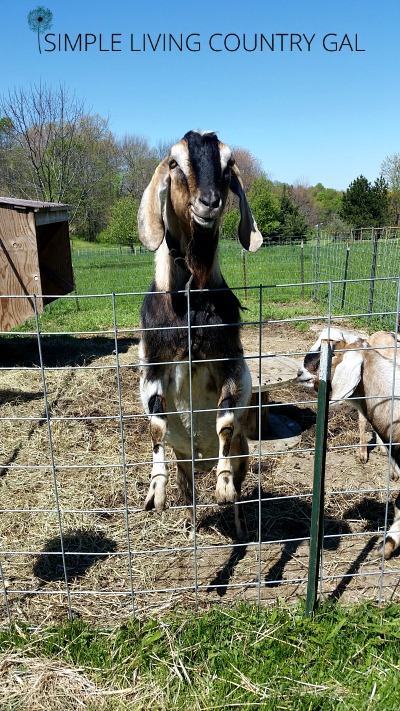 The Best Fencing for Goats - Oak Hill Homestead