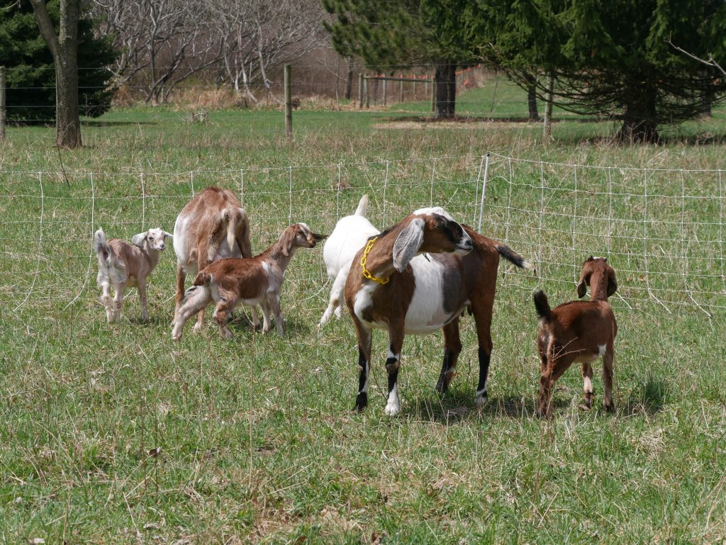 goats grazing near electric goat fencing