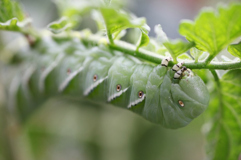 roh obroučkami caterpillar v zeleninové zahradě 