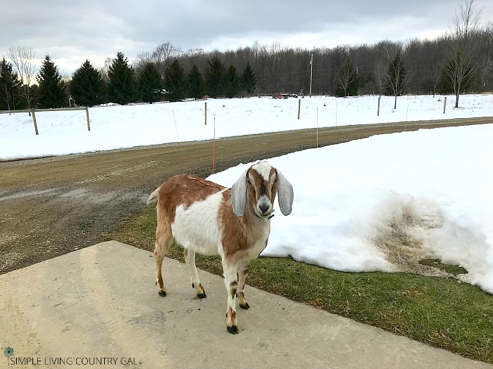 Goat walking outside. Goat Fencing 101