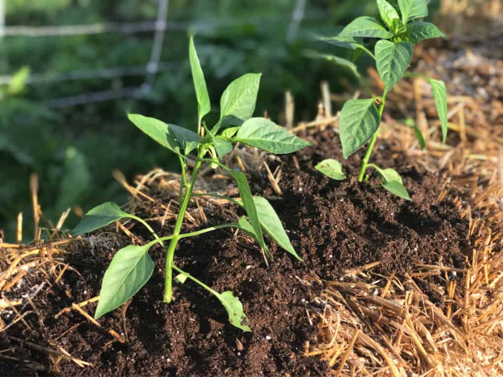 tomatoes growing in a straw bale garden rotating crops