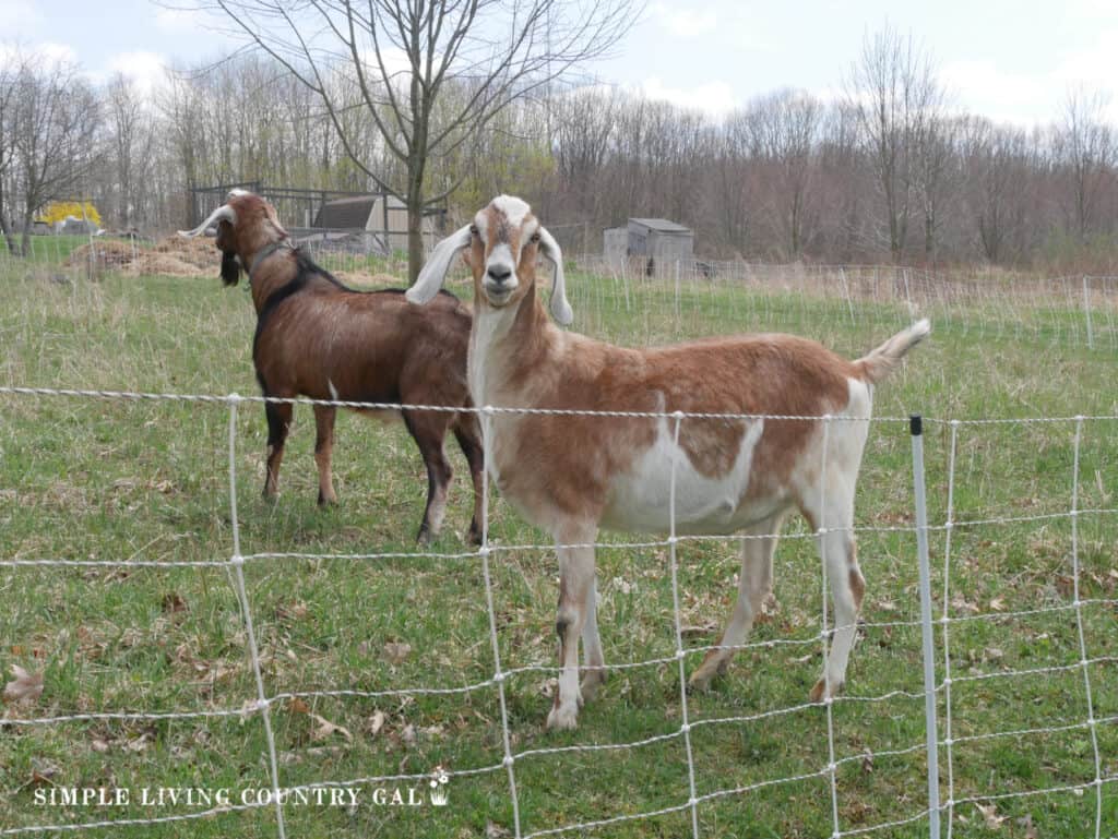 two goats behind an electric fence