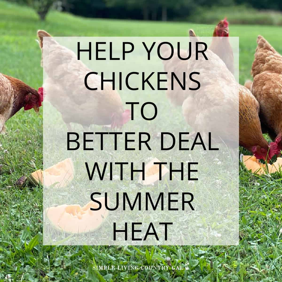 Help Your Chickens Deal With Summer Heat Simple Living Country Gal