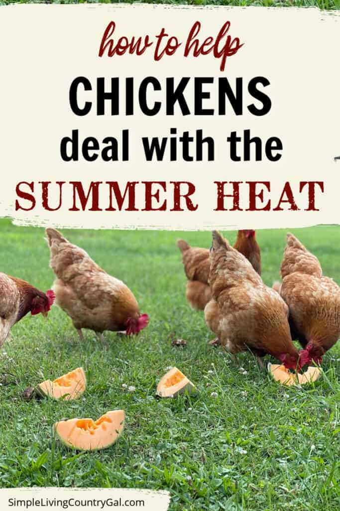 Help Your Chickens Deal With The Summer Heat