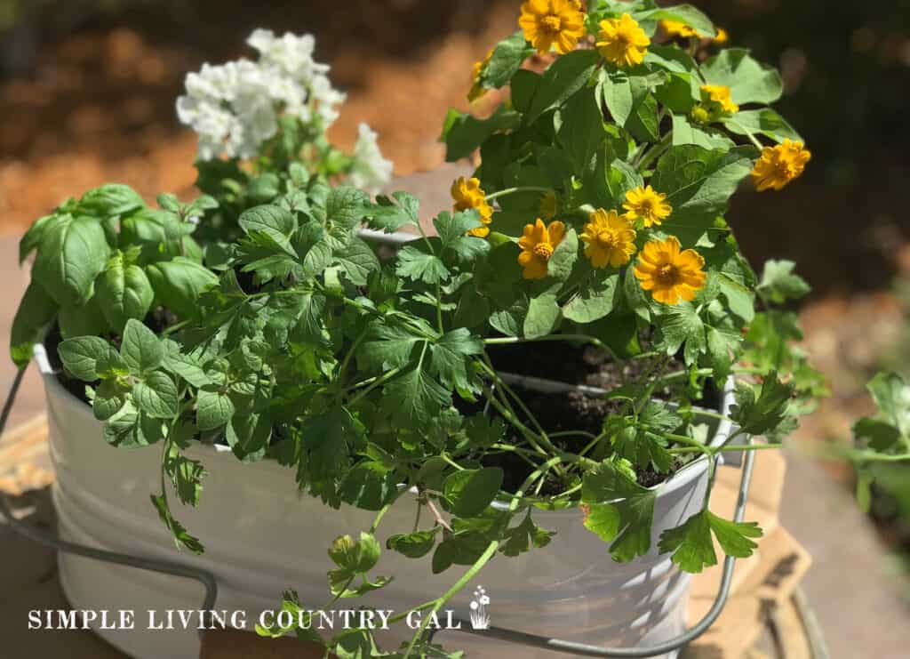 a container being repurposed to hold herb plants and flowers