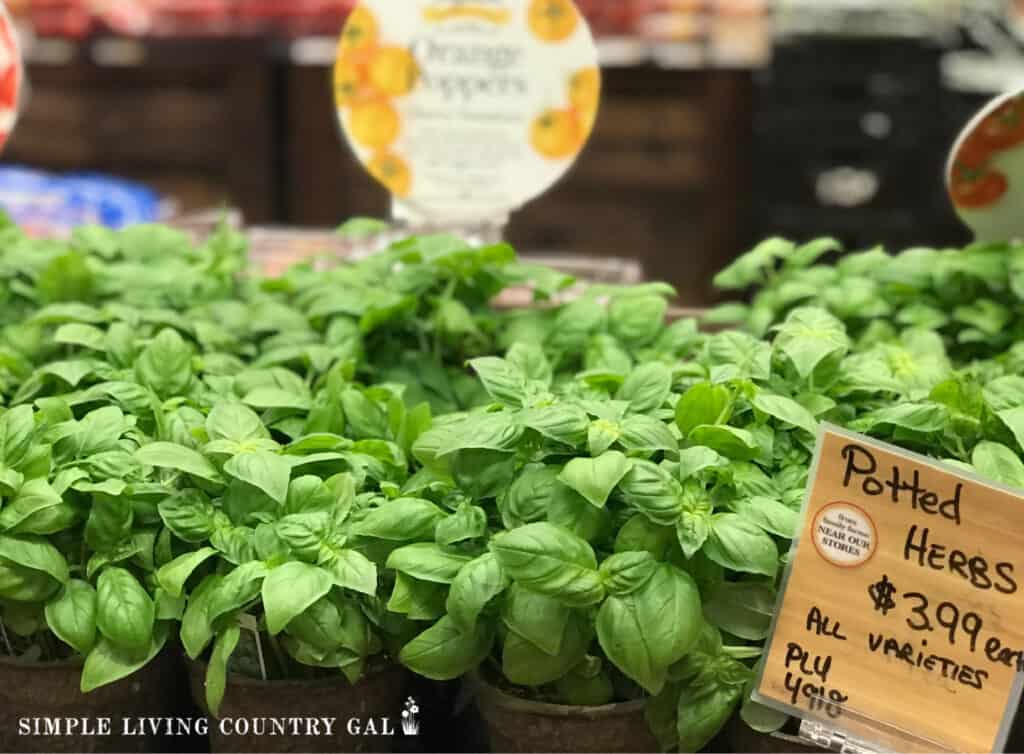 a group of basil herb plants for sale in a grocery store