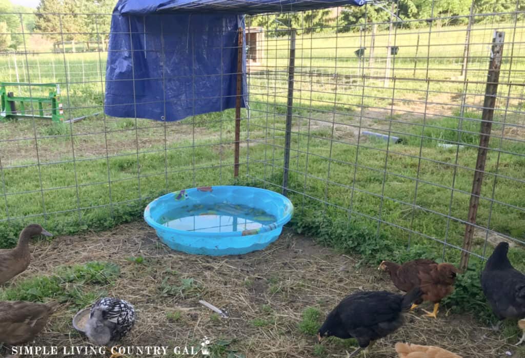 a small kiddie pool with water for chickens to cool down in