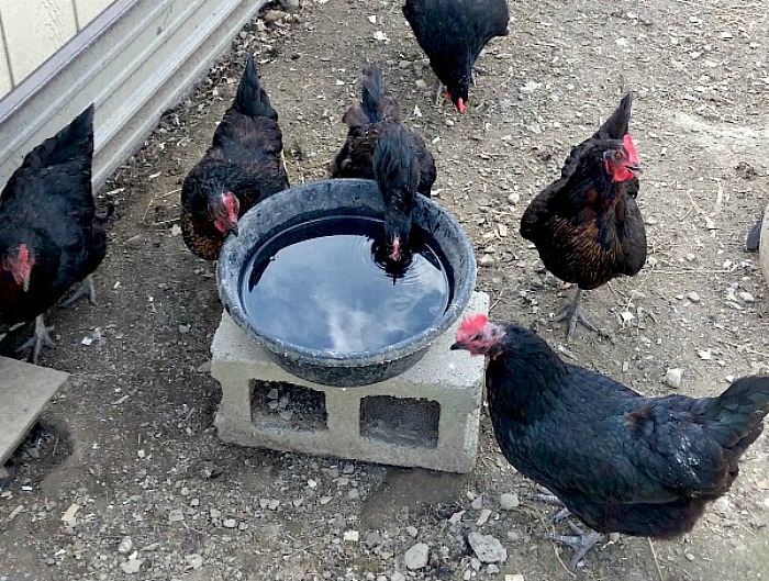 a water bowl on a cinder block in a chicken run. Several black chickens are taking a drink 