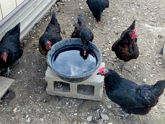 chickens drinking water