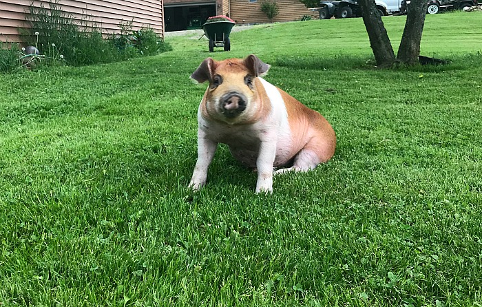 A sweet pig taking a break from the hot weather.