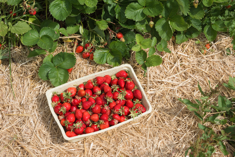 basket of fresh strawberries lying in a field near to berry plants