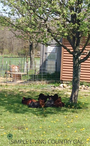 Cool chickens rest under the shade of a tree. Shelter is important to keep chickens from getting too hot and sick. 
