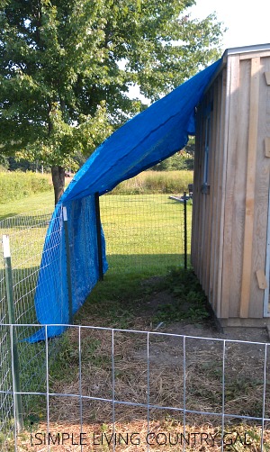 Make shade available to your chickens by attaching a tarp to the chicken coop and draping the end over the fence. 