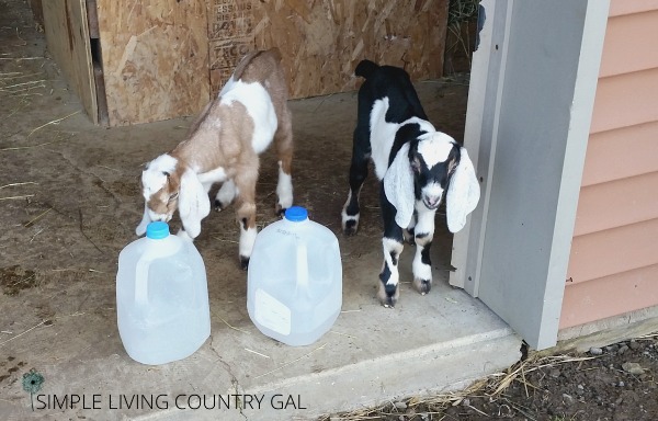 A great way to keep chickens cool in the summer heat is to freeze water in old milk jugs. Your animals will lay around these natural air conditioners to beat the heat. 