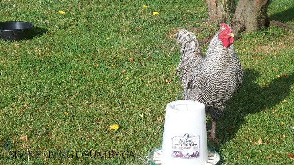 Adding mint to the multiple water sources your chickens use helps them stay cool. 