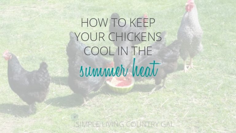 Help Your Chickens Deal With The Summer Heat