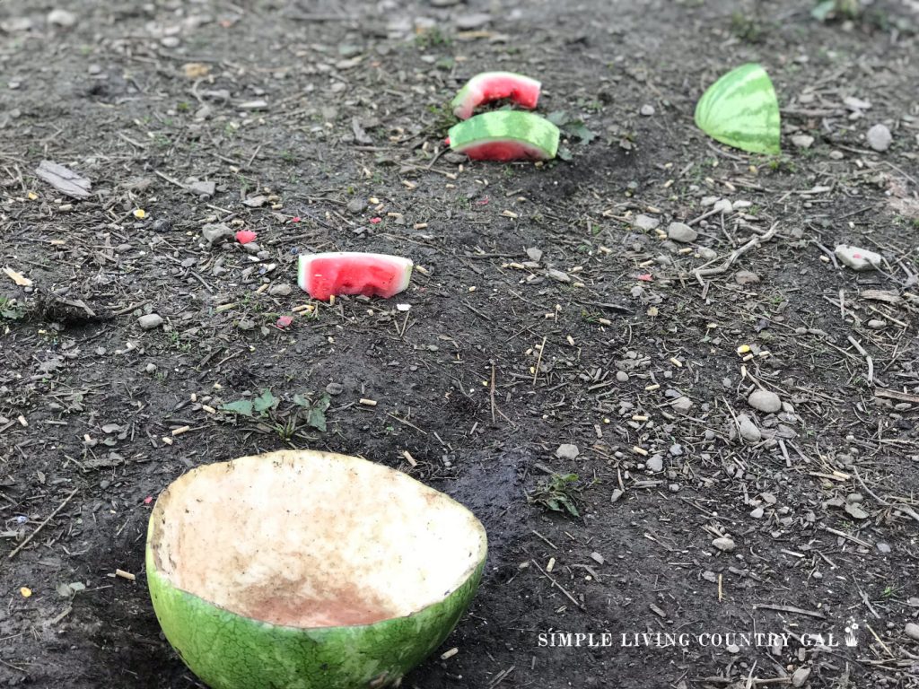 The empty husks of frozen watermelon prove hens love these frozen fruit treats to help them stay cool in hot weather. 