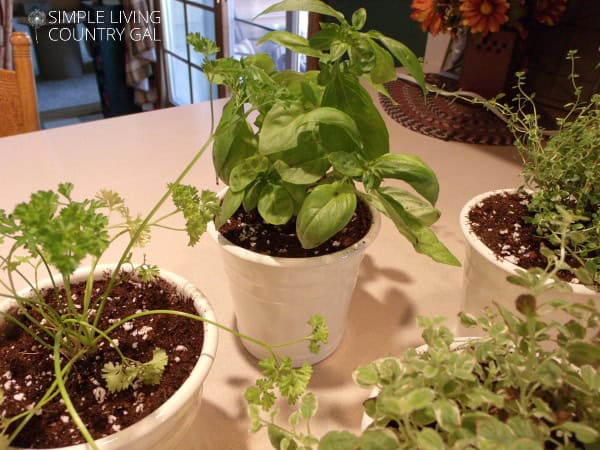 4 varieties of common herbs.Love fresh herbs? Why not have a garden right in your kitchen. Think you don't have room? Think again! Use the space you have and enjoy a beautiful herb garden right in your kitchen window. #herbgarden #gardendiy #gardening #herbs #slcg