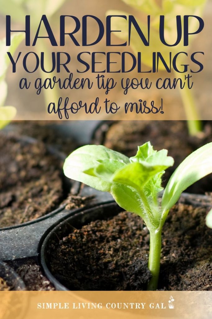 how to harden your seedlings