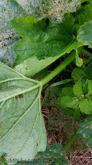 a squash leaf with stink bug eggs on the leaf. Growing squash for beginners 