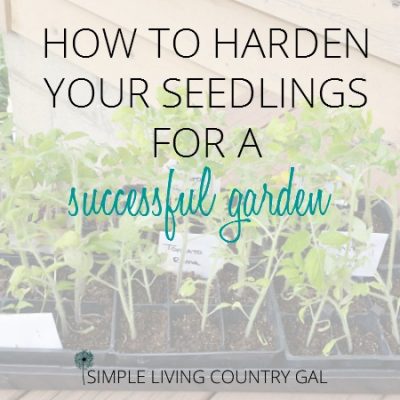 Harden up your fragile young seedlings before planting them in your garden to ensure they get the absolute best start. Have strong, healthy and heavily producing plants this year!