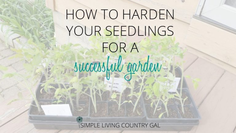 How To Harden Your Seedlings For A Successful Garden