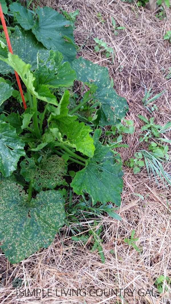 These leaves show damage from cucumber beetles. Learn how to get rid of cucumber beetles without chemicals.
