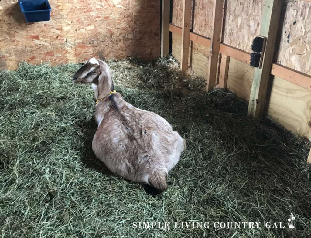 tan doe lying down in a barn