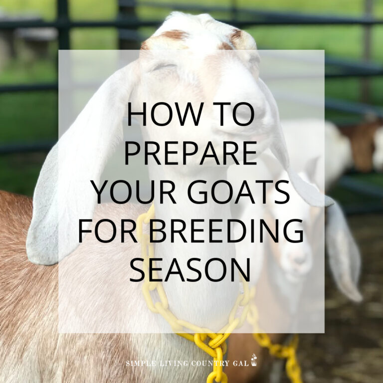 How To Naturally Prepare Your Goat’s Health For Breeding Season