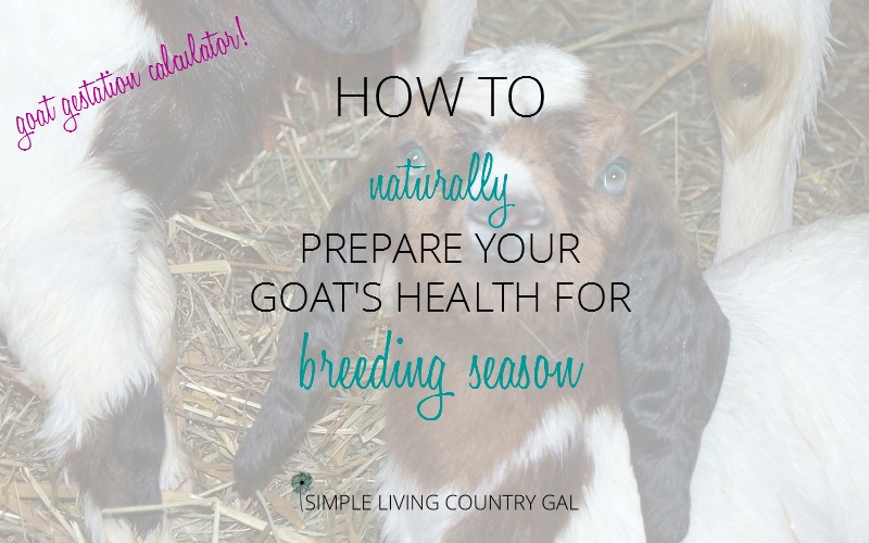 Prepare your goats for breeding season naturally, and use the goat gestation calculator to help