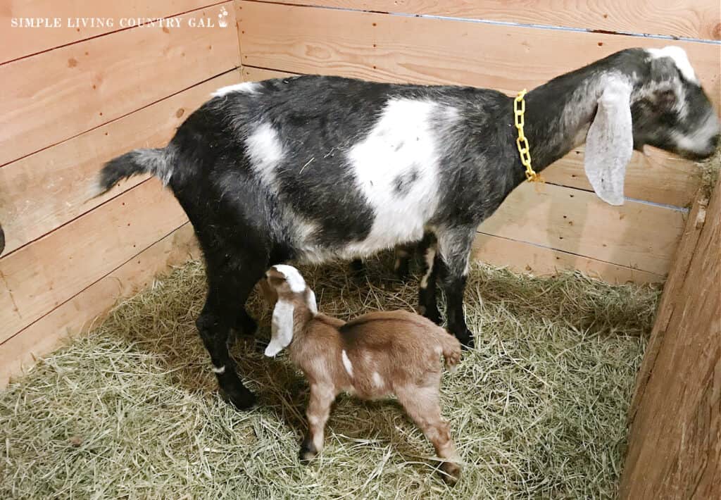 a goat kid nurning on a black doeling 