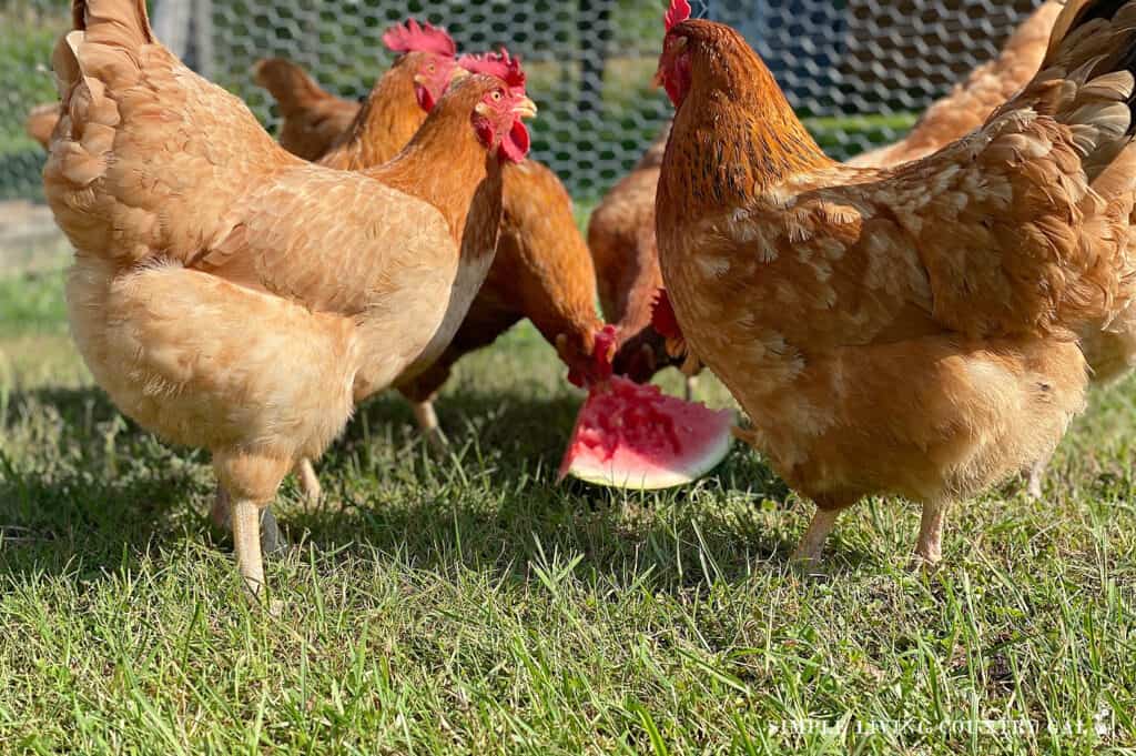 a group of golden chickens eating watermelon in the grass