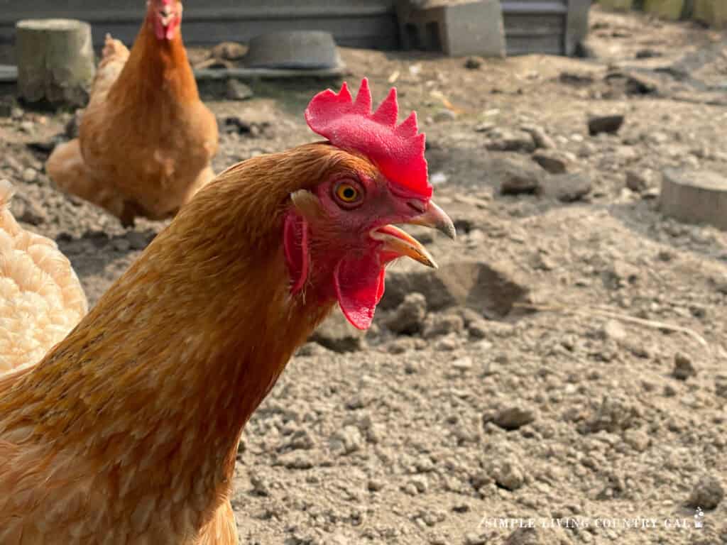 panting chicken in a dirt run with another chicken in the background