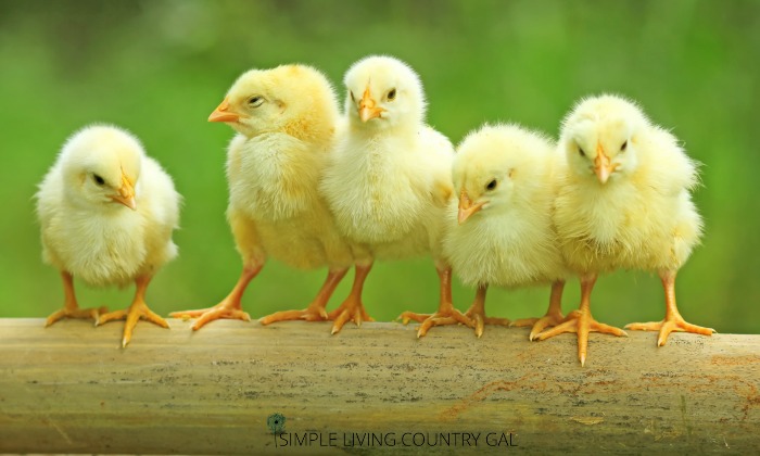 chicks in the grass. apple cider vinegar for healthy chickens