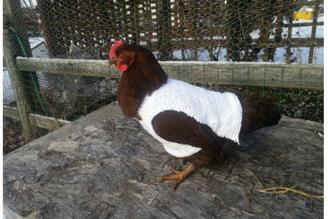 A chicken sweater is a great gift for both the chicken lover AND the chicken!