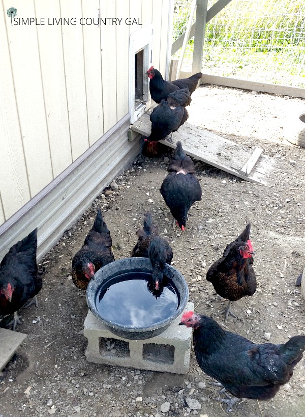 chickens drinking water out of a black rubber bowl 