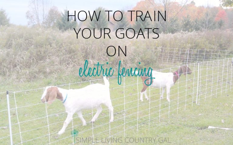 How To Train Goats On Electric Fence