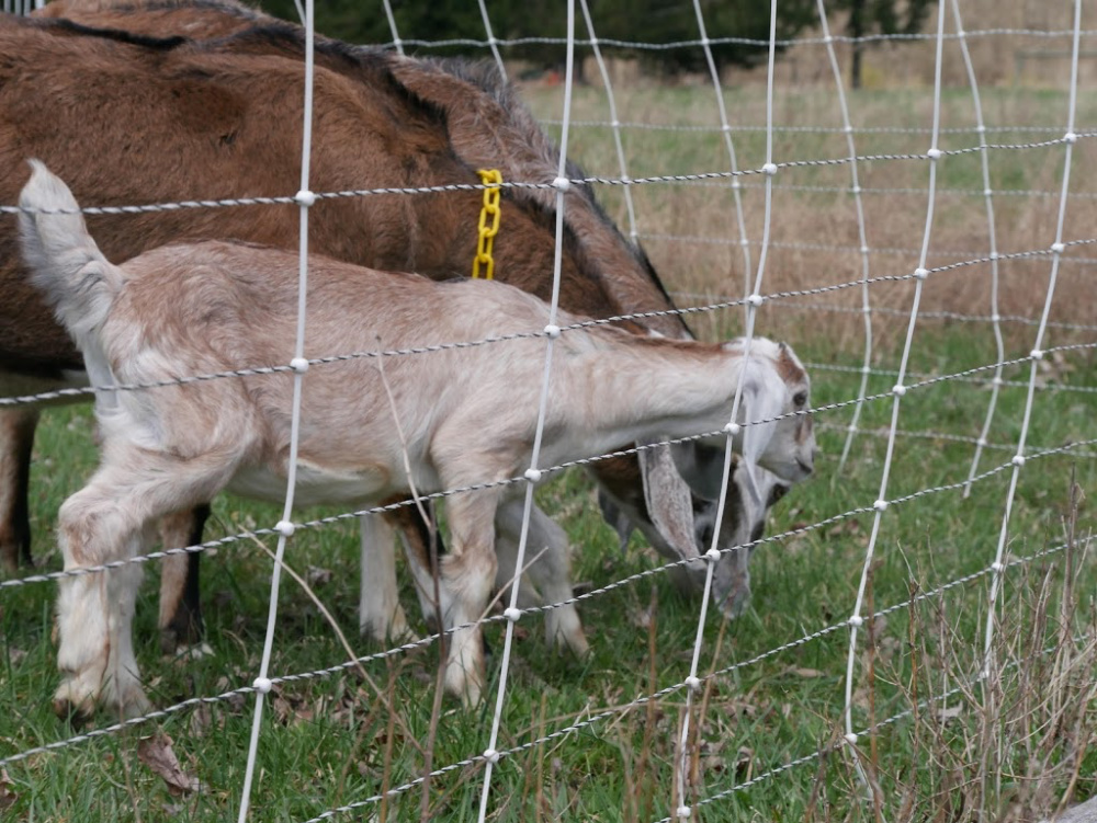 training goats on electric fence netting