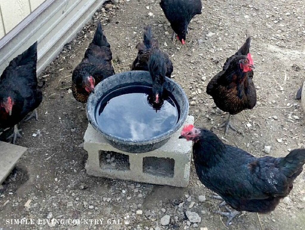 black chickens drinking water out of a rubber bowl 