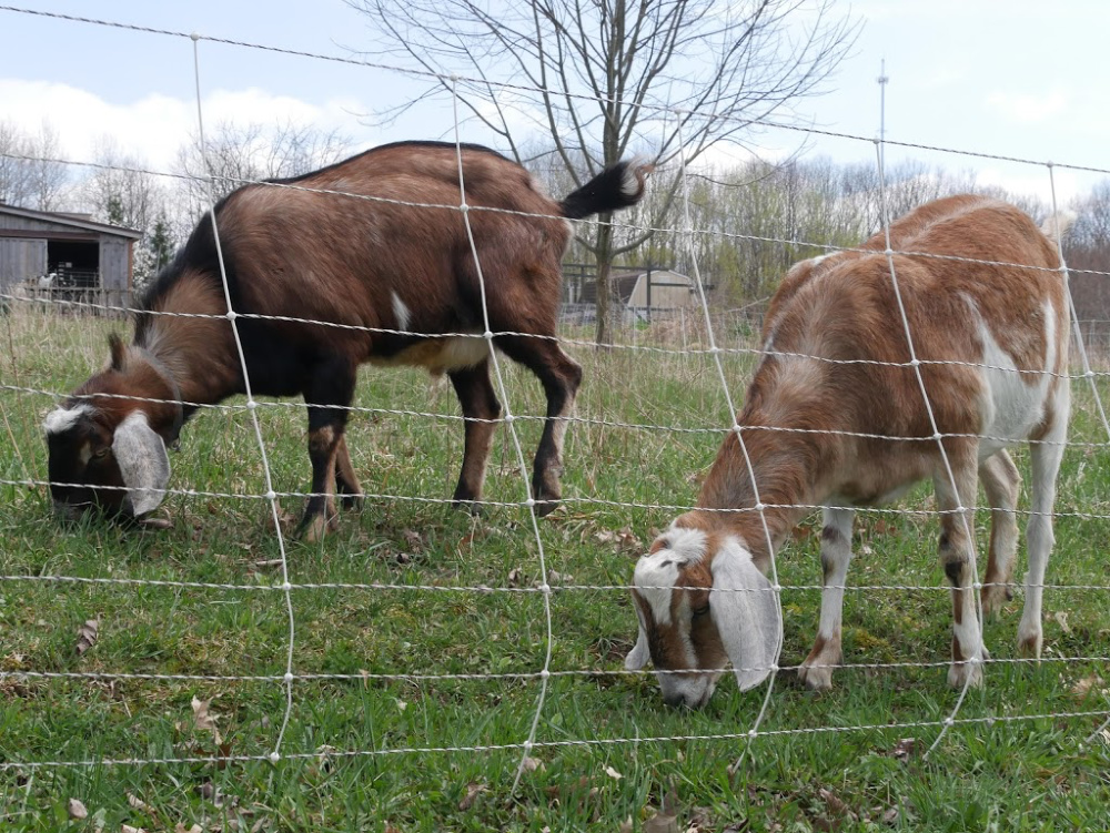 How to train goats on electric fence. 