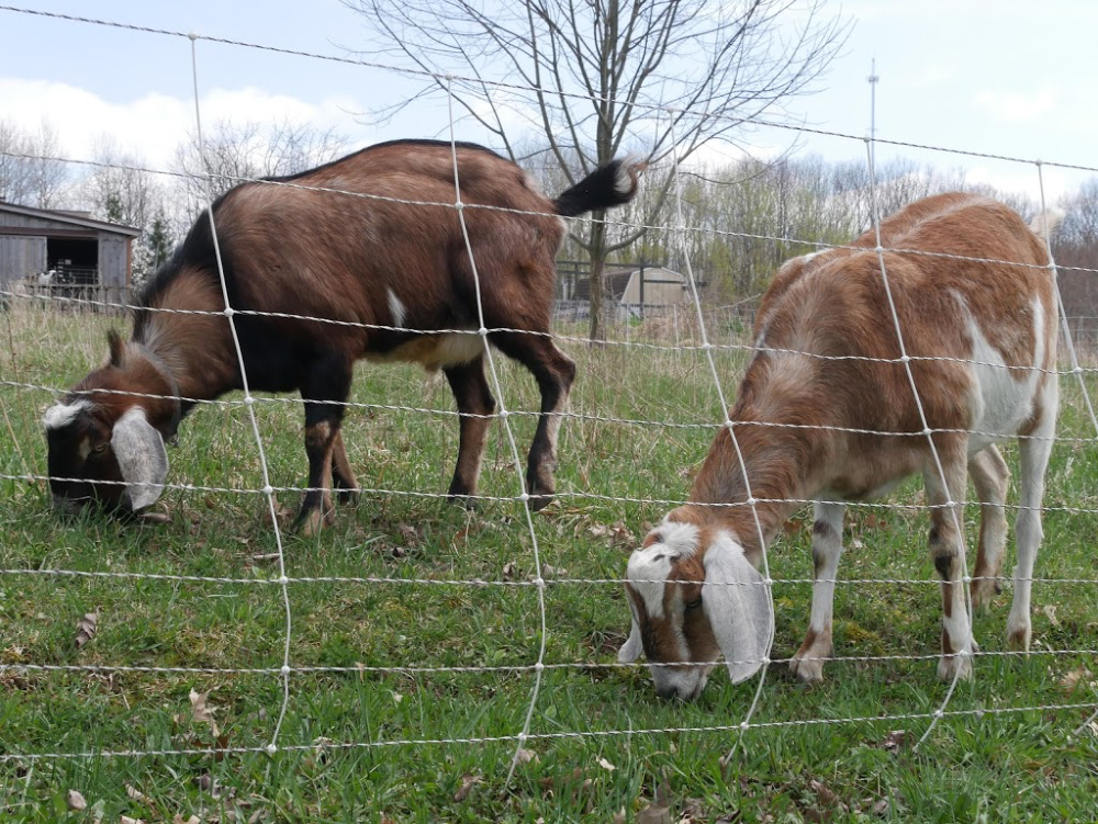 HOW TO BUILD AN ELECTRIC FENCE FOR CATTLE – Meat Goats