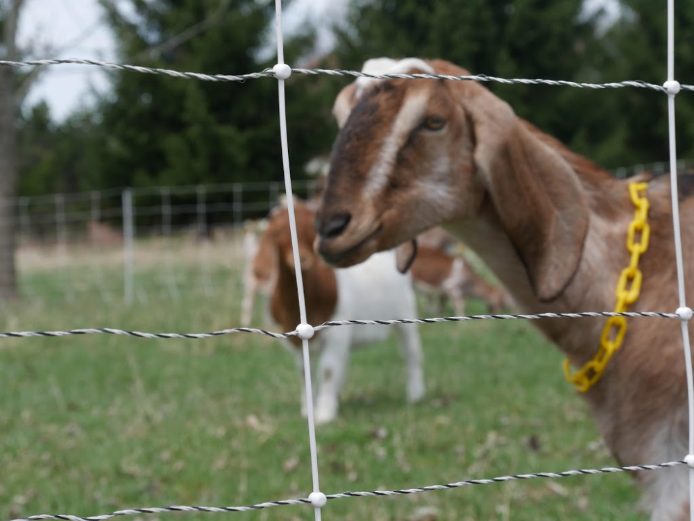 Before you bring your goats home for the first time be sure to have a good fence in place. This is important to not only keep your goats safely inside but to also keep predators out. Once you have a fence in place the next step is to train your goats to respect the fence. Follow these tips to train your entire herd on electric fencing. #goats #goatfencing #raisinggoats