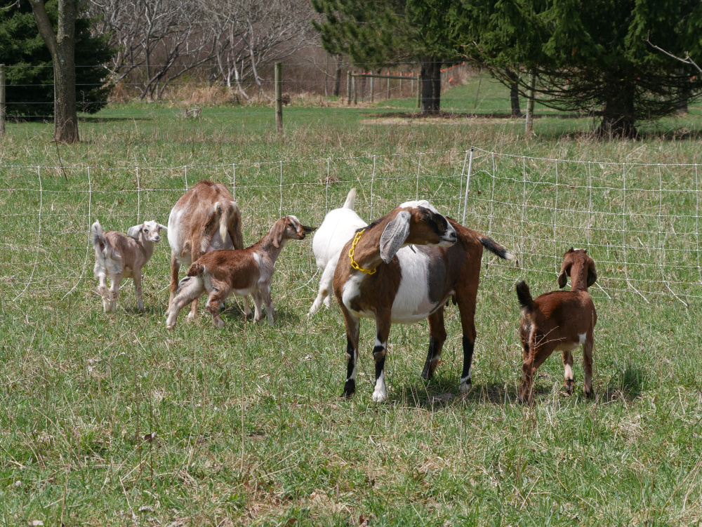 how to train goats on electric fence