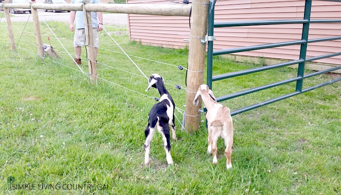 how to train your goats on electric fencing
