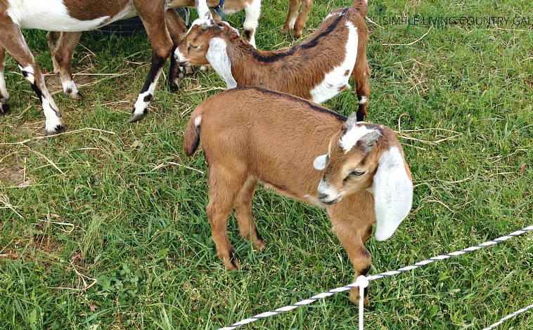 how to train your goats on electric fencing