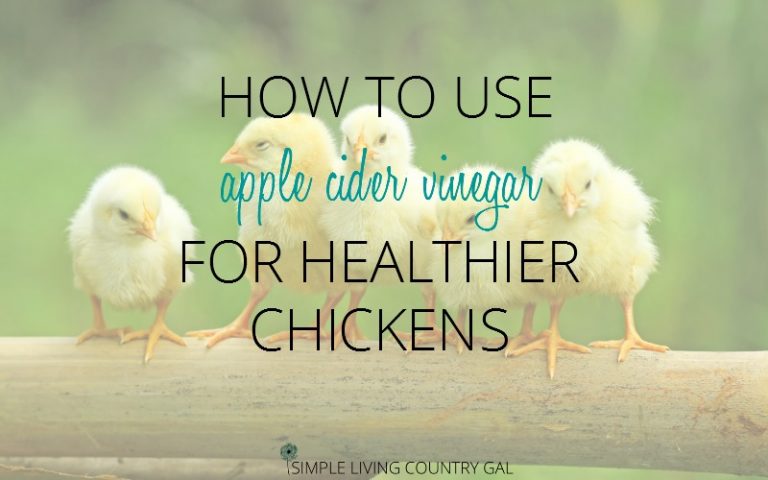 How To Use Apple Cider Vinegar for Healthy Chickens