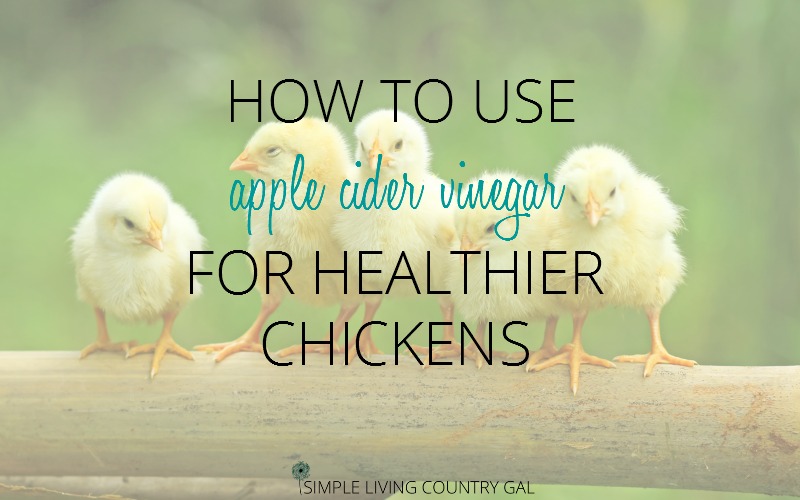 Can You Clean Chicken With Apple Cider Vinegar?  